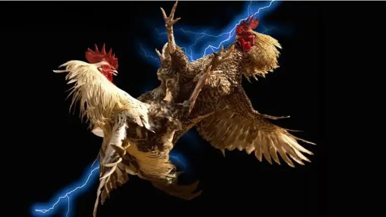 Hướng Dẫn Tham Gia Cá Cược Đá Gà VT999 Đỉnh Cao Rinh Ngay Thưởng Lớn Về Túi