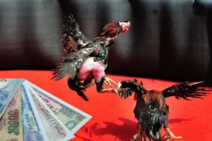 Cách Chơi Đá Gà Sabong Tại VT999 Trăm Trận Trăm Thắng Dễ Dàng